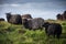 Hebridean black sheep standing in the field