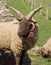 Hebridean Sheep