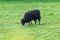 Hebridean sheep black British long-wool sheep grazing in pasture