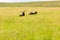 Hebridean sheep resting in Scottish pasture