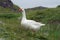 Hebridean snow goose