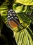 Hecale longwing Butterfly