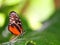 Hecale Longwing butterfly in aviary