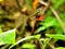 Hecale Longwing butterfly in flight