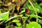 Hecale Longwing butterfly on leaf in aviary