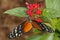 Hecales longwing, heliconius hecale