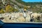 Hecho, Spain - Oct 23, 2022: Driving through flock of goats and sheep at Hecho, Aragon, Spain