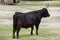 Heck cattle Bos primigenius taurus