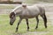 Heck horse Equus ferus caballus