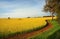 Hectares of agricultural Canola Plants in flower