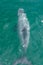 Hector dolphin at Banks peninsula in New Zealand