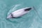 Hector\\\'s Dolphin, Cephalorhynchus hectori