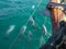 Hector`s dolphins swimming next to boat in Akaroa, South Island, New Zealand