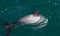 Hectors dolphin, endangered dolphin, Akaroa, New Zealand