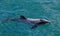 Hectors dolphin, endangered dolphin, New Zealand