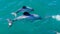 Hectors dolphins, mother and baby calf, endangered dolphin, Aotearoa / New Zealand