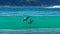 Hectors dolphins, surfing in Porpoise Bay, The Catlins, New Zealand