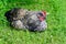 Hedemora rooster lying on lawn in garden