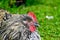 Hedemora rooster lying on lawn in garden