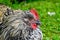 Hedemora rooster lying on lawn in garden