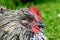 Hedemora rooster lying on lawn in garden