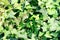 Hedera, commonly called ivy plural ivies, is a genus of 12-15 species of evergreen climbing or ground-creeping woody plants in