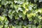Hedera green leaves (Hedera helix)