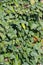 Hedera hedera plant. Close up view with a lot of leaves in plain day light. Gardening and landscaping time.