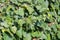 Hedera hedera plant. Close up view with a lot of leaves in plain day light. Gardening and landscaping time.