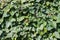 Hedera hedera plant. Close up view with a lot of leaves in plain day light. Gardening and landscaping time.