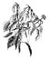 Hedera Helix Arborescens Aurea Maculata vintage illustration