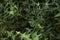 Hedera helix growing on a wall. Nature background