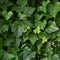 Hedera helix L. var. baltica leaf, climbing common Baltic ivy texture flat lay background pattern, large detailed horizontal macro