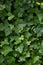 Hedera helix L. var. baltica leaf, climbing common Baltic ivy texture flat lay background pattern, large detailed vertical macro