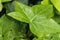 Hedera Helix leaf in the garden