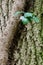 Hedera helix on a tree