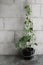 Hedera helix variegated in a hanging pot