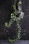 Hedera helix variegated in a hanging pot on a gray background