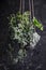 Hedera helix variegated in a hanging pot on a gray background