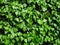 Hedera hibernica or irish ivy green climbing plant, green leaves of creeper, medicinal plant, natural botanic texture