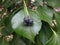 Hedera Hibernica Plant with Berries Growing in Jersey City, NJ.