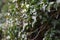 Hedera rhombea Japanese ivy