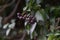 Hedera rhombea Japanese ivy