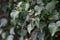 Hedera rhombea Japanese ivy