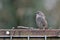 Hedge Accentor (Dunnock)