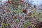 Hedge Accentor or Dunnock on a briar in winter