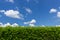 Hedge against the sky