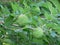 Hedge apples or Osage Oranges on the tree branch