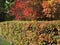 Hedge in autumn in the Park. beautiful picturesque colorful leaves of the shrub