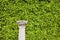 Hedge Background and Column Pedestal